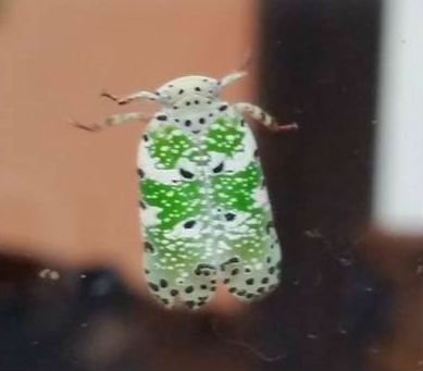 Critter1