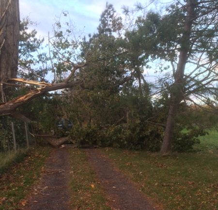 2016 Oct tree down photo 2016-10-23 tree down 2 450_zps85uuoshl.jpg