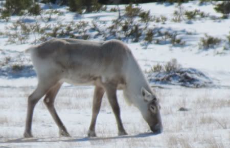 Caribou Gros Park park Mar2012