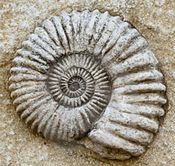 ammonite photo ammonite_zps2090d1d5.jpg