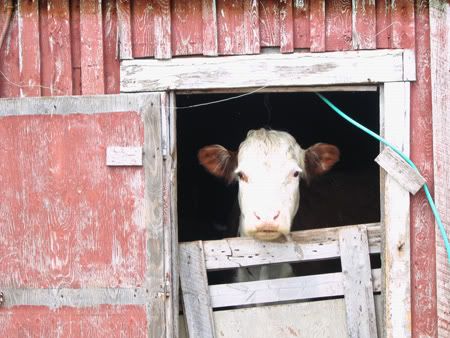 cow,barn door