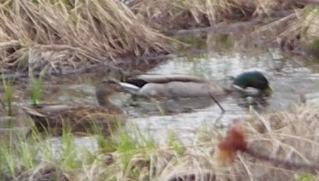 ducks,male & female,springtime,mating
