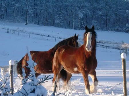 Sugar Moon Farm horses,draught horse,draft horses