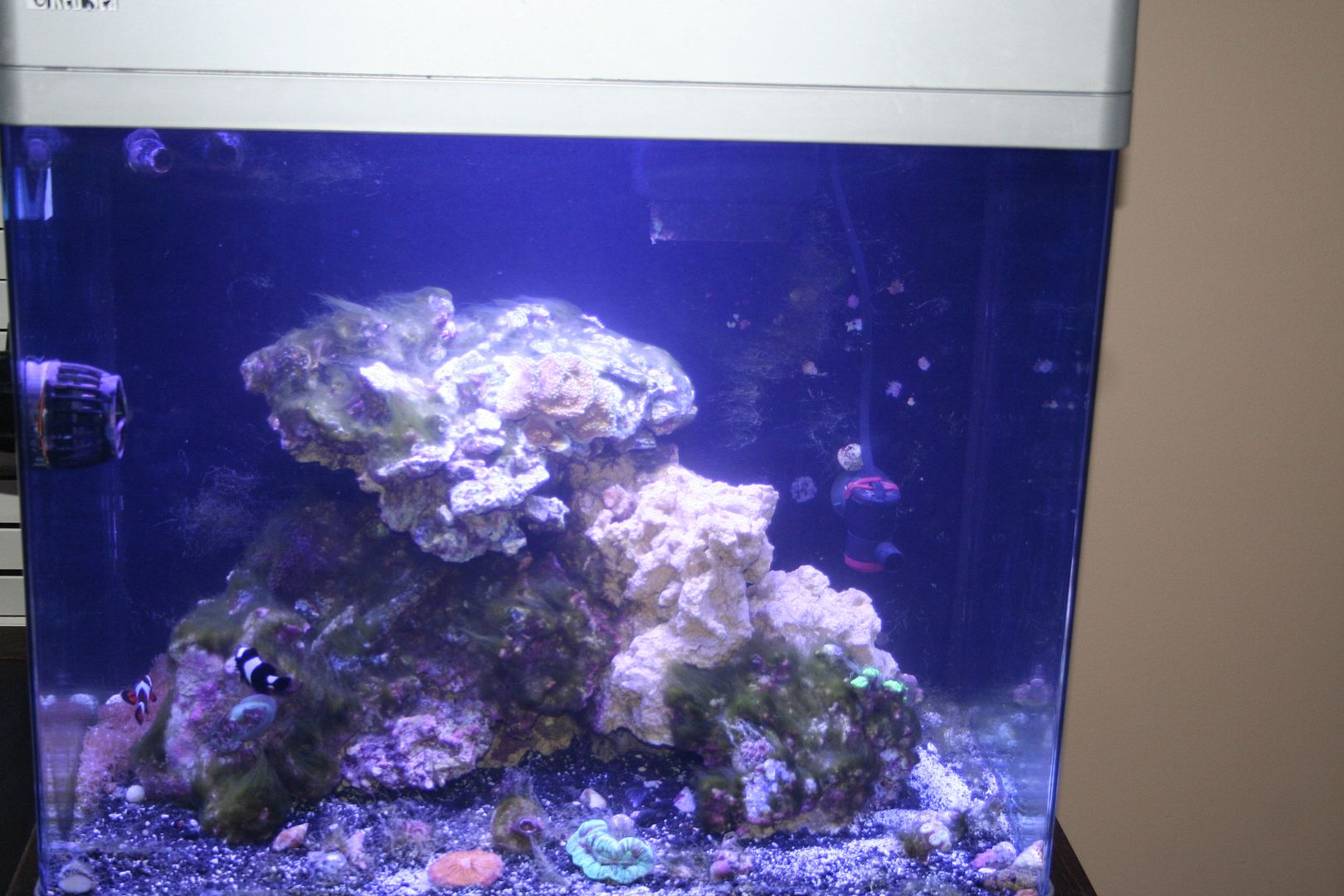 Peroxide for controlling GHA Reef Central Online Community