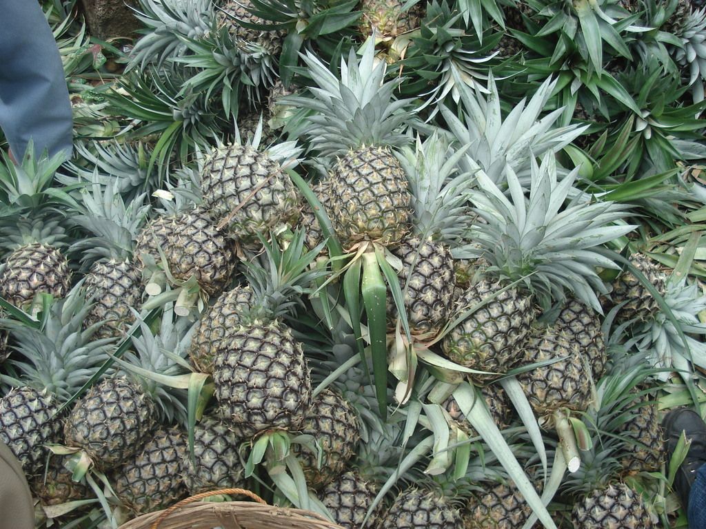 Buah Nanas Memiliki Manfaat Menghilangkan Kerutan Dibawah Mata