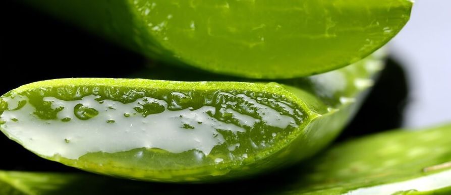 Daging Lidah Buaya Baik Digunakan Untuk Menghilangkan Garis-Garis Di Dahi