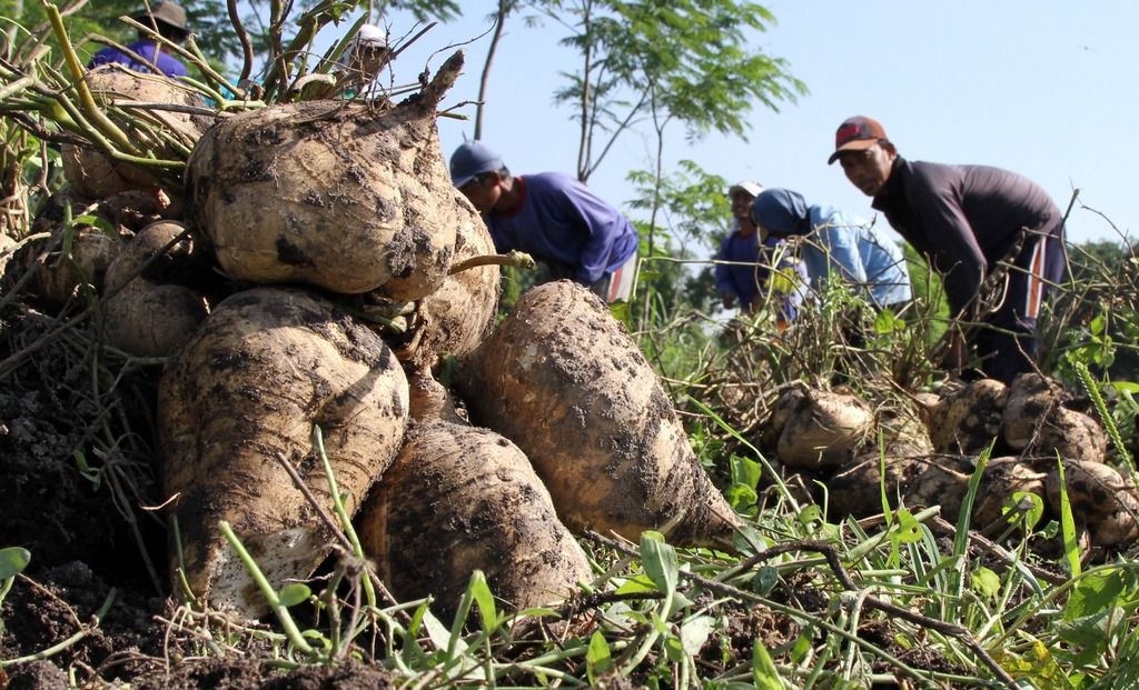 Penampakan Buah Bengkoang Yang Habis Dipanen