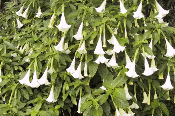 Brugmansia_suaveolens_white.jpg