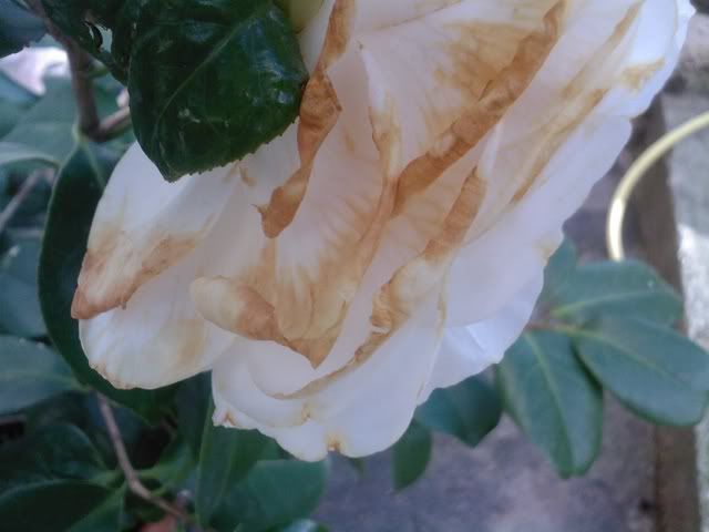 Foto0018.jpg