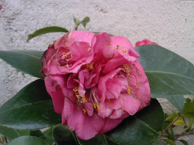 Foto0025.jpg
