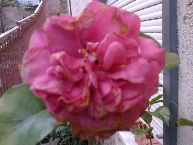 Foto0027.jpg