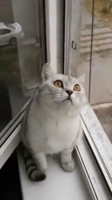 vpNNJ1R_zps373c51ed.gif