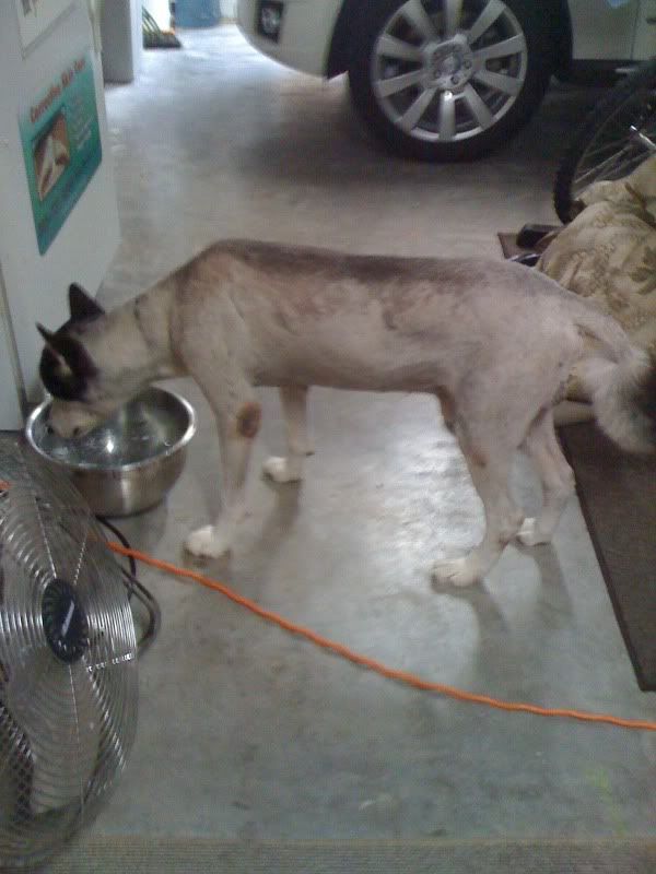 Husky shaved from hot sale the neck down