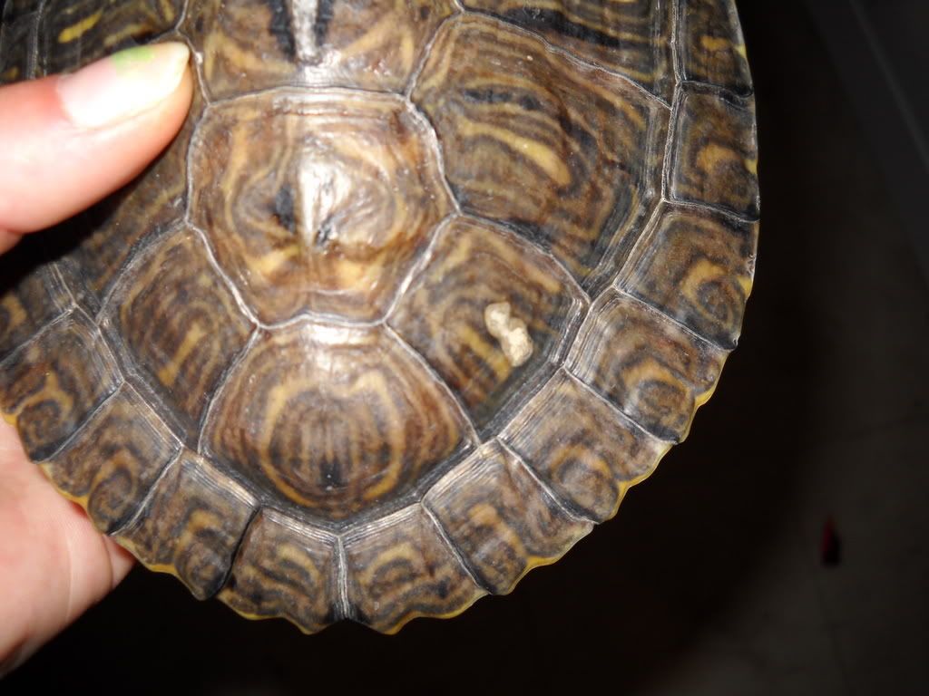 Photos! Is this shell rot? - Paw Talk - Pet Forums