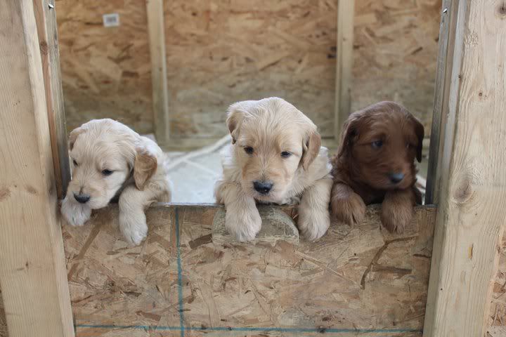 goldendoodle puppies mn. Re: Met our Goldendoodle puppy