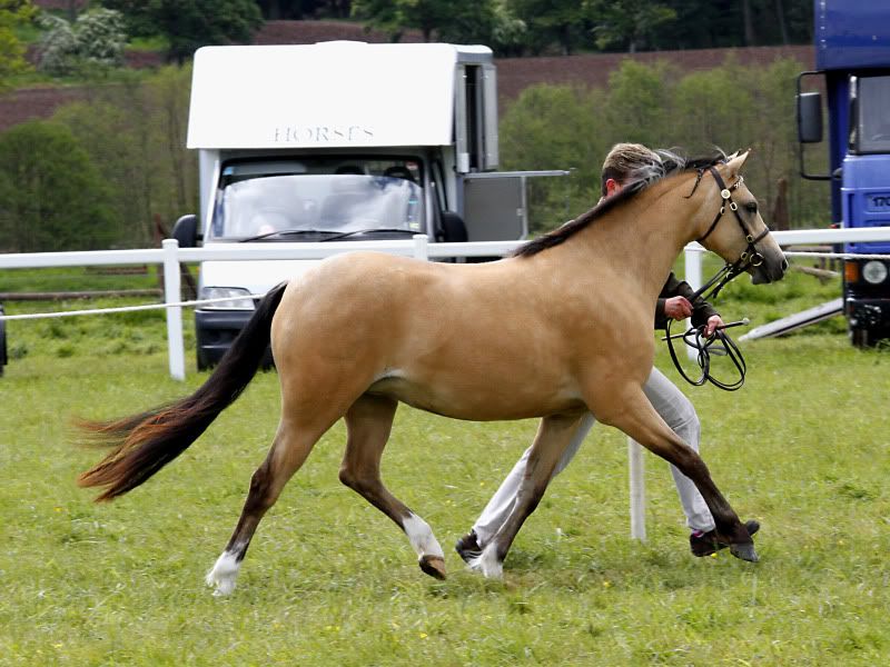 Stunning Section B Golden Dun Filly | Horse Gossip