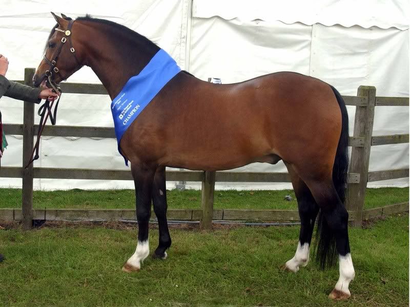 EYARTH MOWGLI-One Of Country's Top Sec B Stallions | Horse Gossip