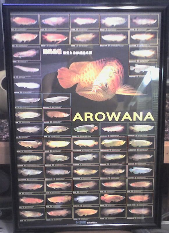 arowana poster