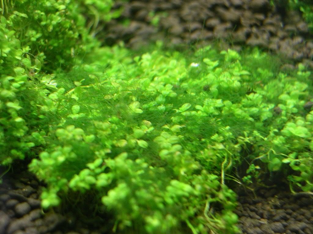 Clado Algae