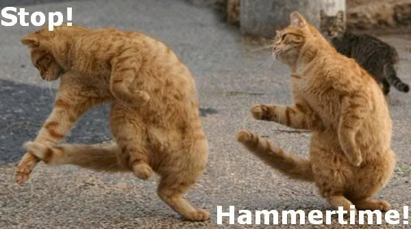 hammer-cat.jpg