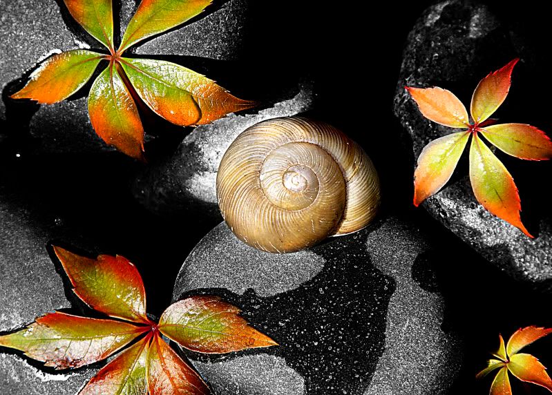 IMAGE: http://i36.photobucket.com/albums/e42/domgravine/IMG_84762.jpg