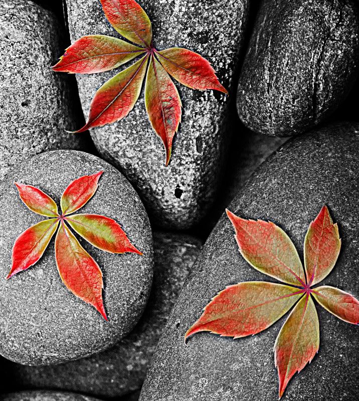 IMAGE: http://i36.photobucket.com/albums/e42/domgravine/fallleaves.jpg