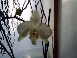 orchidee027.jpg