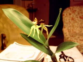 orchidee051.jpg