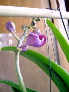 orchidee056.jpg