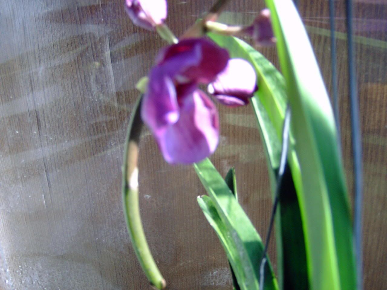 orchidee066.jpg