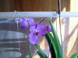 orchidee068.jpg