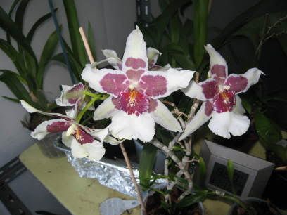 orchidee11-04-628.jpg