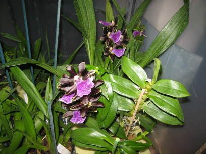orchidee267.jpg