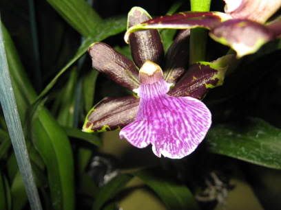 orchidee271.jpg