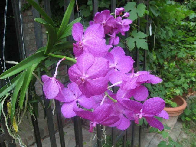 orchidee387.jpg