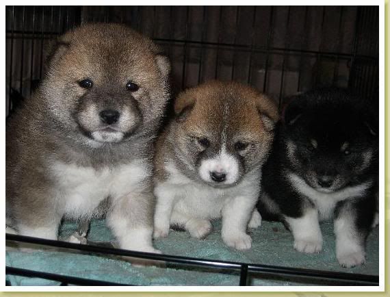 Koji and siblings at 1 month