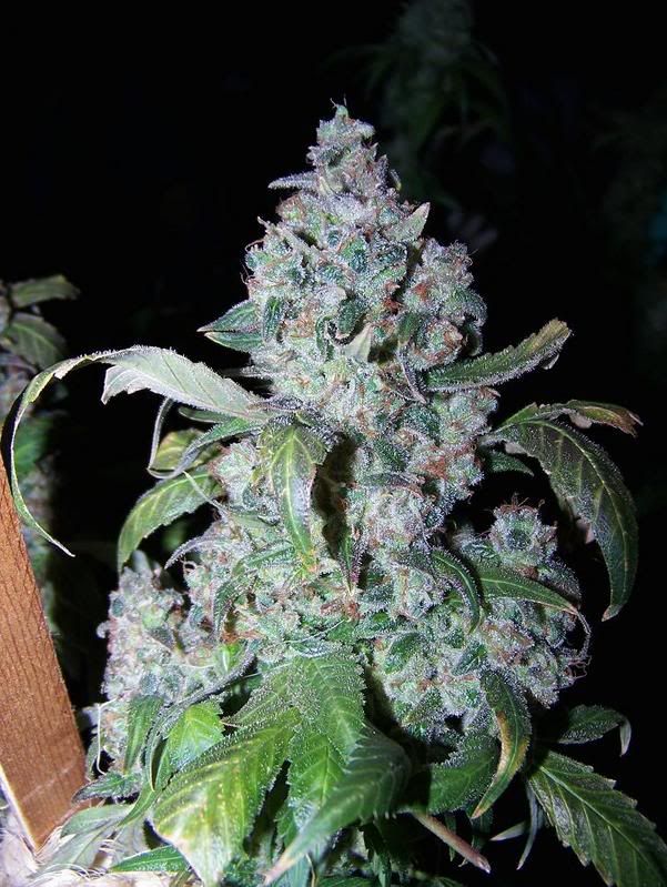 BlockheadDay57Flower.jpg