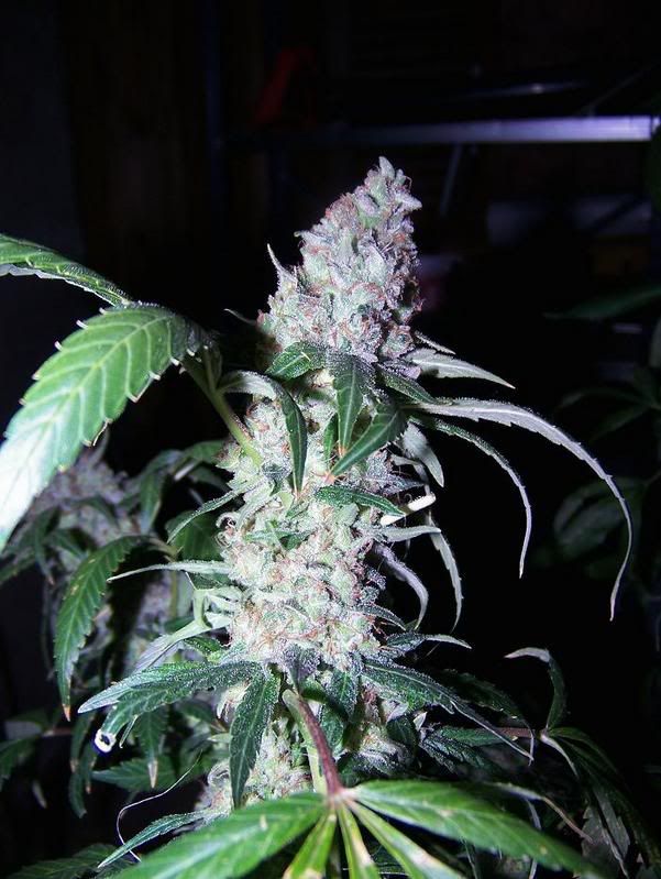 BlockheadSativaDay57Flower3.jpg