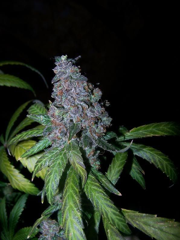 BlockheadSativaDay66Flower2.jpg