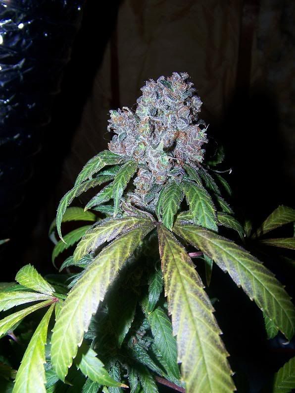 BlockheadSativaDay66Flower8.jpg