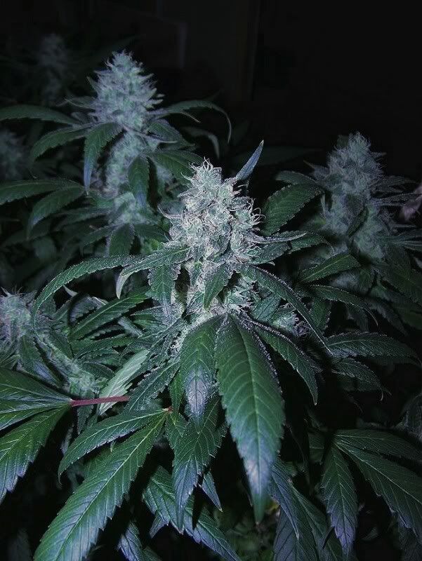 blockheadday27flower.jpg