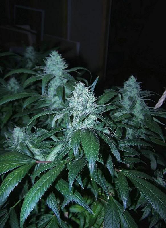 blockheadday27flower5.jpg