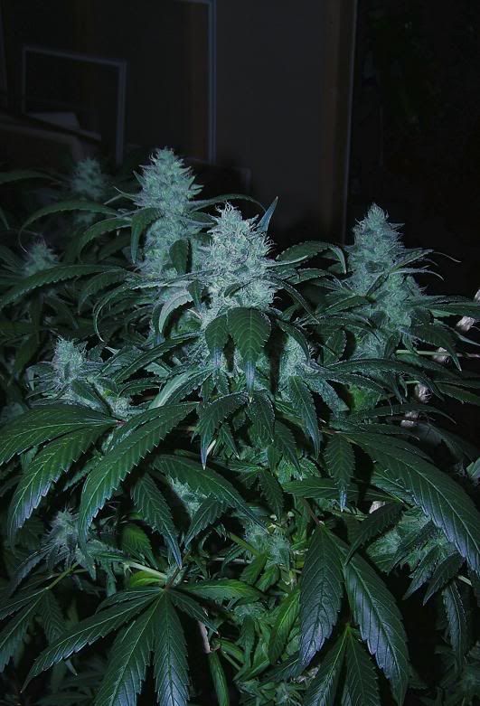 blockheadday27flower7.jpg