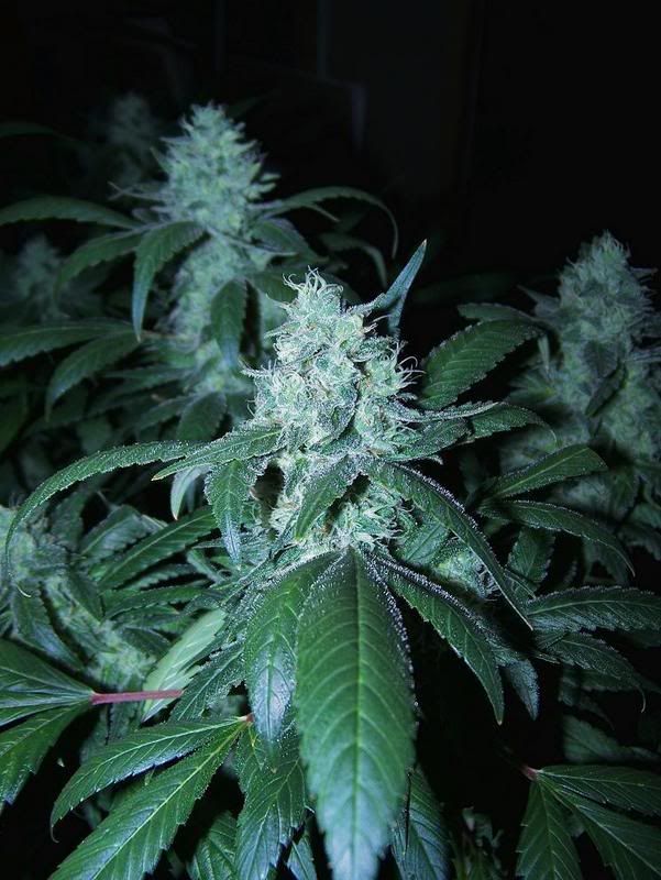 blockheadday27flower8.jpg