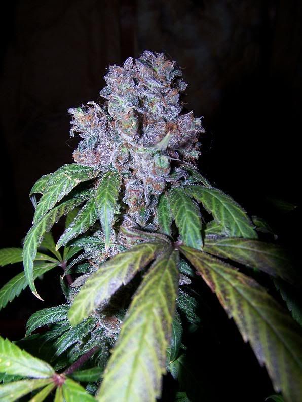 SativaBlockheadDay65Flower9.jpg