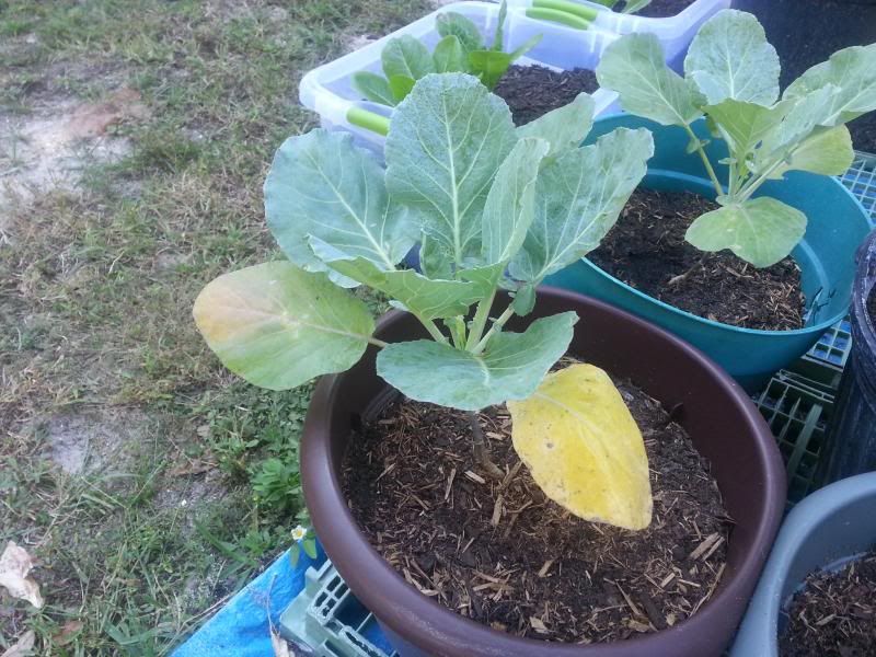 bottom-leaves-of-collards-turning-yellow