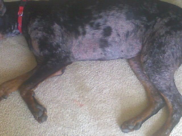Ivermectin Dogs Demodex