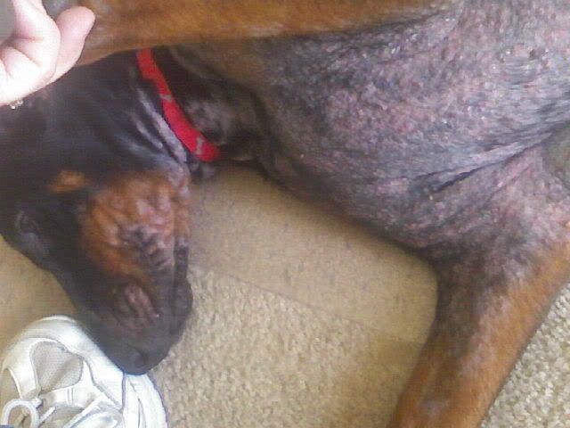 What Does Demodectic Mange Look Like - Goldenacresdogs.com