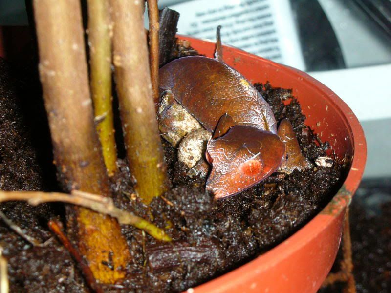 DSCN1889.jpg