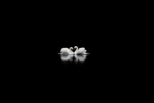 black and white photography love. /swans-lack-white.jpgquot;